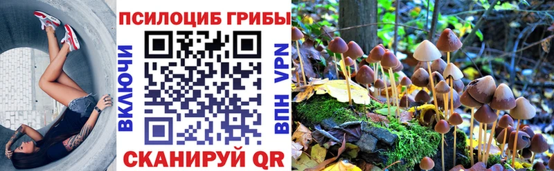 закладка  Тосно  Псилоцибиновые грибы прущие грибы 